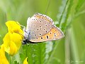 Rode vuurvlinder, Lycaena hippothoe